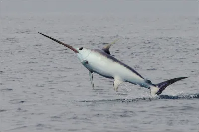 Quel est ce poisson ?