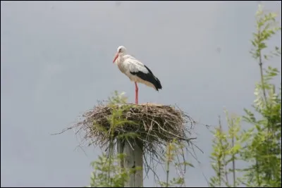 Mi comme migrateur : lequel de ces oiseaux n'est pas un oiseau migrateur ?