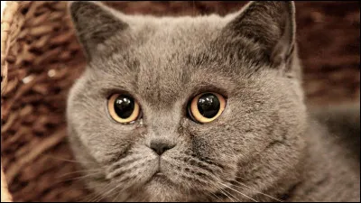 Mi comme minet : de quelle race est celui-ci ?