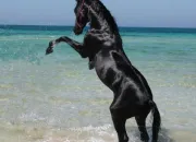 Quiz ~ Les diffrentes races de chevaux ~