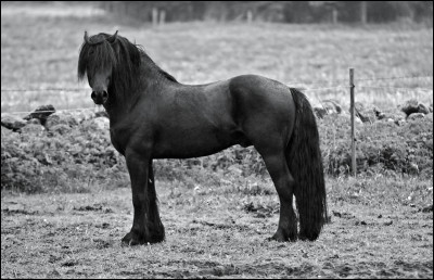 Quelle race magnifique !