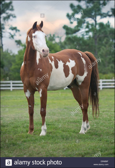 C'est un cheval tachet&eacute; !