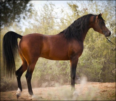 Tout le monde le connait, en plus c'est mon pr&eacute;f&eacute;r&eacute;, comme on dit le meilleur pour la fin !