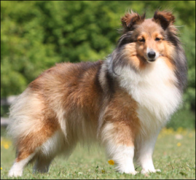 Quelle est cette race ?