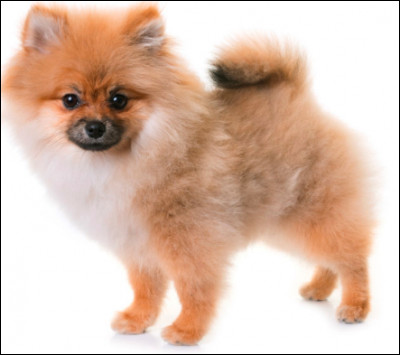 Quelle est cette race ?