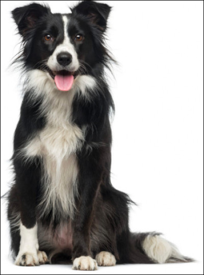 Wahh ! Et lui, de quelle race est-il ?