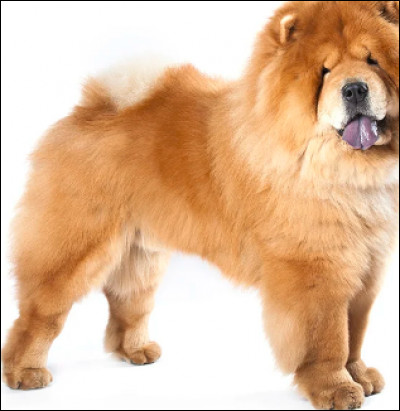 Indice : c'est un chien chinois.
Quelle est cette race ?