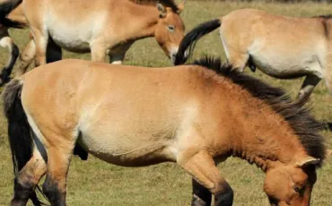 Quiz Galop 2