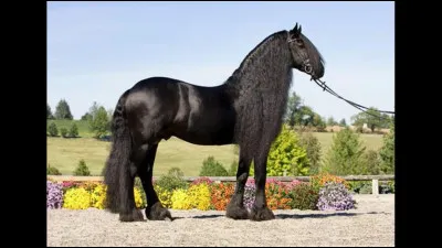 Quelle est cette race ?