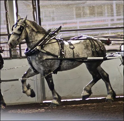 Comment appelle-t-on ce cheval ?