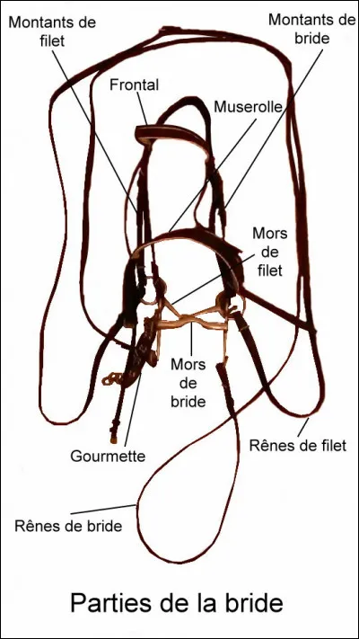 Comment appelle-t-on ce qu'il a dans la bouche ?