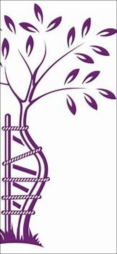 D'où vient la déviation du rachis ?