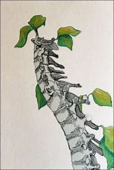 Combien y a-t-il de parties de vertèbres dans la colonne vertébrale ?