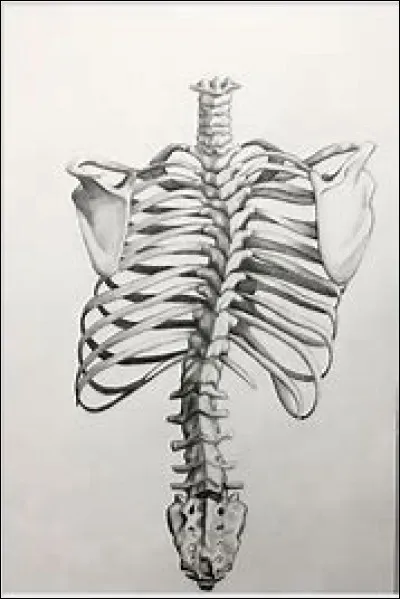 Combien y a-t-il de vertèbres cervicales ?