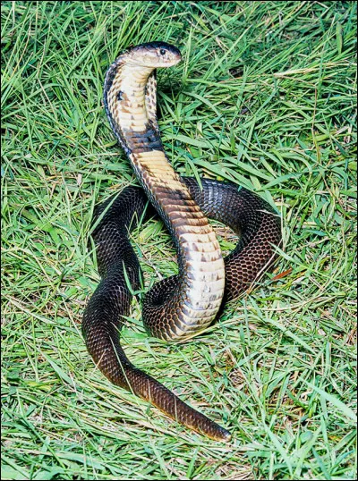 Na comme naja : le naja est un serpent de la famille des :