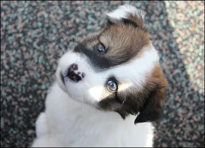 Combien a-t-elle de chiens ?