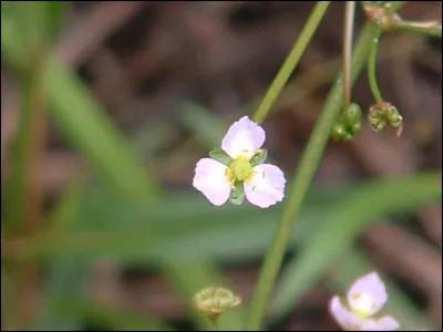 Que faisait-on quand on obinait ?