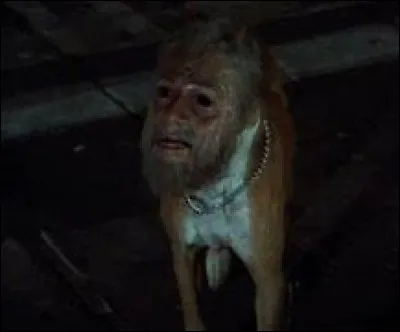 Les jinmeken sont des chiens ayant un visage humain qui apparaissent la nuit, sur le bord des autoroutes. 
Les jinmenken sont-ils dangereux ou inoffensifs ?