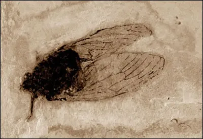 En 2020, on a trouv&eacute; la nymphe d'une cigale datant de 5 &agrave; 10 millions d'ann&eacute;es dans...