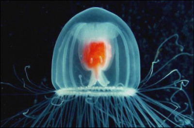 Cette petite méduse, turritopsis nutricula, de 4 ou 5 millimètres, originaire de la mer des Caraïbes, possède une faculté unique !