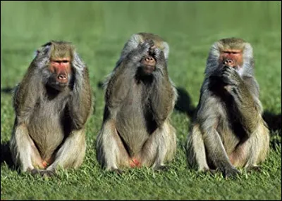 Qu'est-ce qui empêche les grands singes de parler ?