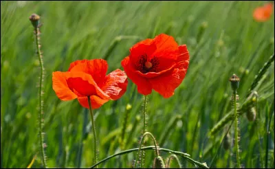 Comment s'appelle cette fleur ?