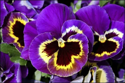 Quel est le nom de cette fleur ?