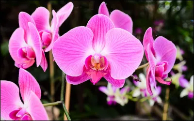 Comment se nomment-elles ?