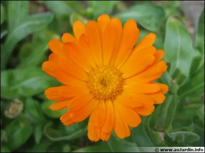 Quelle est celle-ci, qui porte le nom d'un ennui ?