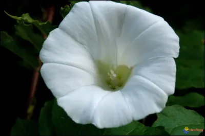 Jolie fleur de liseron, comment traduire ?