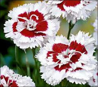 Les connaissez-vous ?