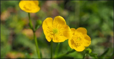 Comment se nomment ces fleurs dorées ?