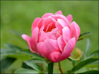 C'est une pivoine ! Comment traduire ?