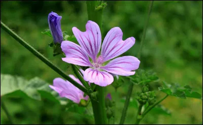 Quel est le nom de cette fleur ? (son nom français est une mauve)