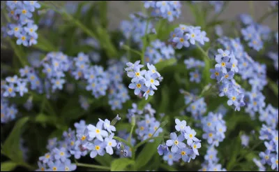 En France, leur surnom est similaire !