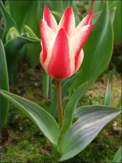 Quelle est cette fleur ?