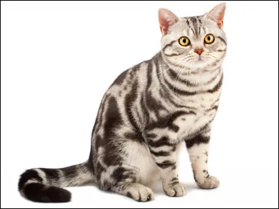 Quelle est cette race de chats ?