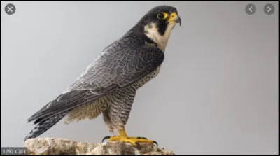 Que mange le faucon ?