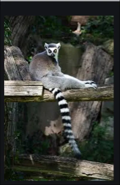 Quelles sont les couleurs de la queue du Maki catta ?