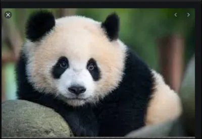 Que mange le panda ?