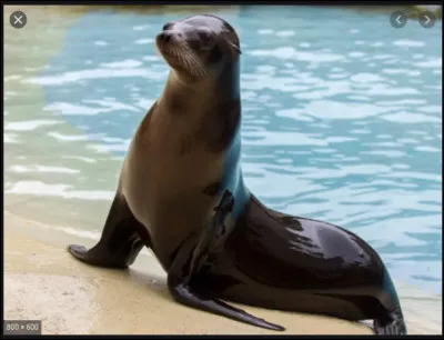 Est-ce que les otaries savent jouer au ballon ?