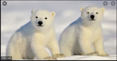 Où vit l'ours polaire ?