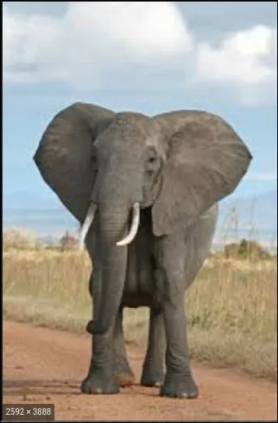 Combien de défenses possède un éléphant ?