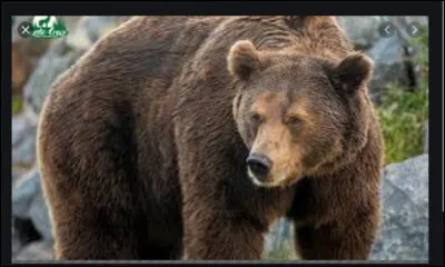 Que mangent les ours ?