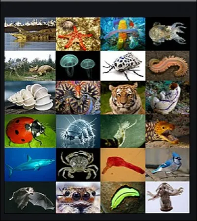 Quel est l'animal le plus rapide ?