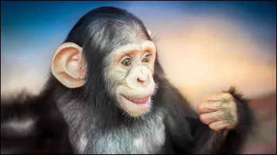 Est-ce que le chimpanzé joue avec ses petits ?
