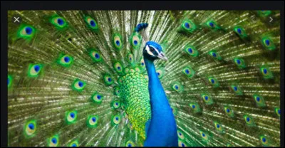 Le paon sait-il danser ?