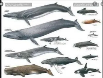 Quel est le mammifère marin le plus grand ?