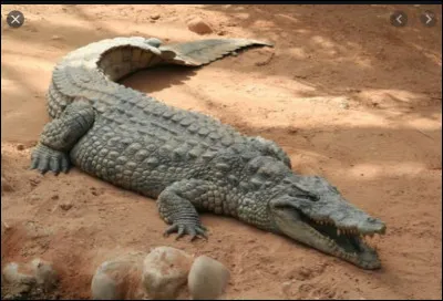 Où vit le crocodile ?