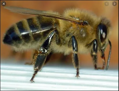 Comment s'appelle la maison de l'abeille ?